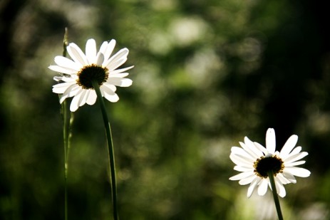 IMG_4323 ps (small)