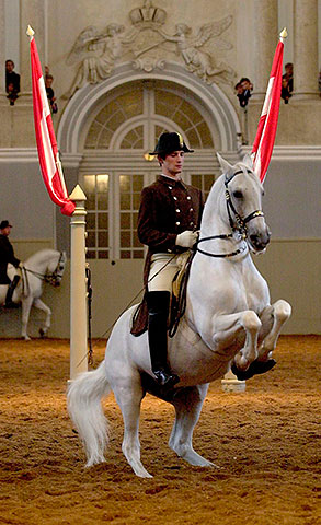 lipizzaner