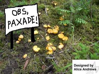 obs, paxade!
