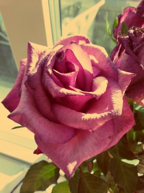 20130311_151419_Aladin.jpg image